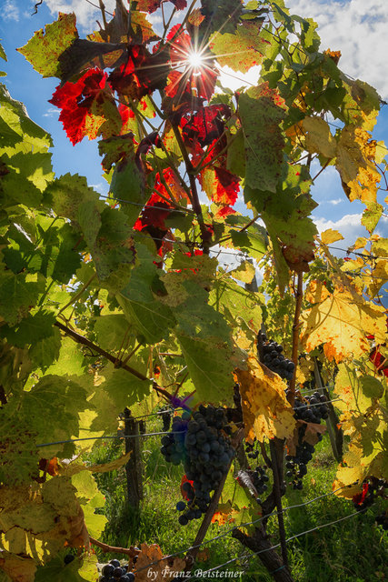 Weinherbst, Eisenberg, Südburgenland