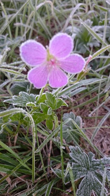 Der erste Morgenfrost