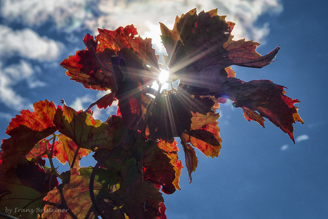 Herbstlicher Weinstock