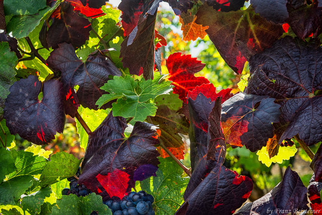 Im Weingarten, Deutschkreutz, Mittelburgenland