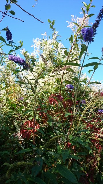 Herbstliche Farbenpracht