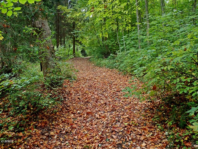 Herbstspaziergang im Wald
