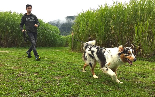 Pettrailing eignet sich für jede Hunderasse und ist für den Hund eine artgerechte Beschäftigung | Foto: KK