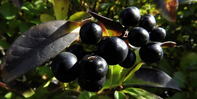 Ligusterbeeren - Lungau