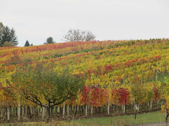 Herbststimmung am Csaterberg
