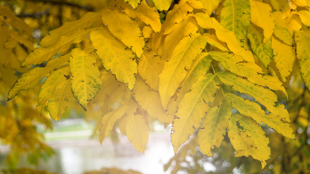 Goldene Herbstblätter