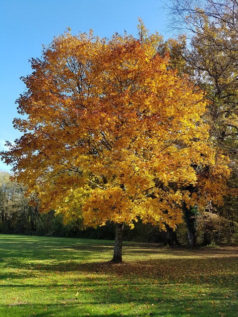 Baum im Herbstkleid