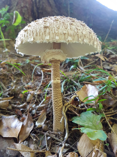 Parasol