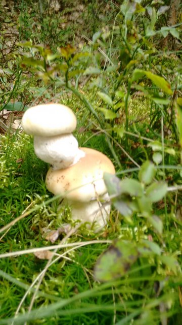 Das doppelte Lottchen