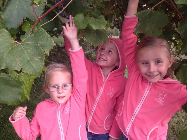 Die Weintrauben hängen soooo hoch !!!