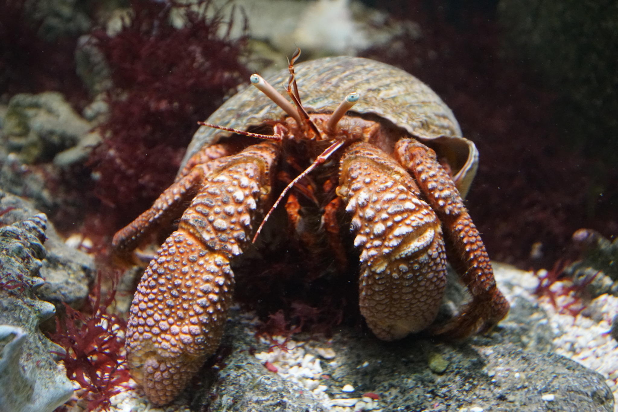 Einsiedlerkrebs Liesing