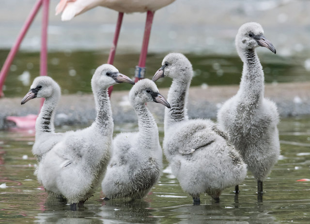 Noch grau statt rosa, doch quicklebendig: Die kleinen Flamingo-Küken.
