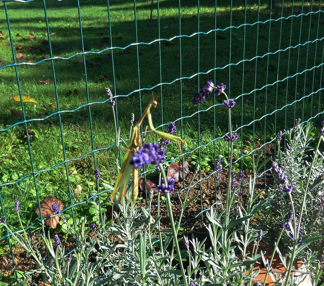 Gottesanbeterin auf Lavendelblüte.