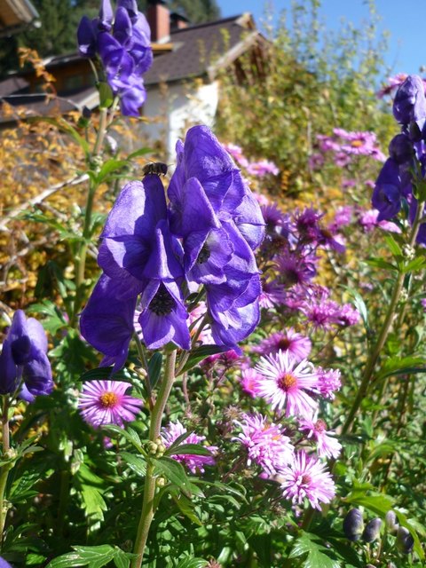 Alles in pastell.. blauer Eisenhut....mit Besucher !!