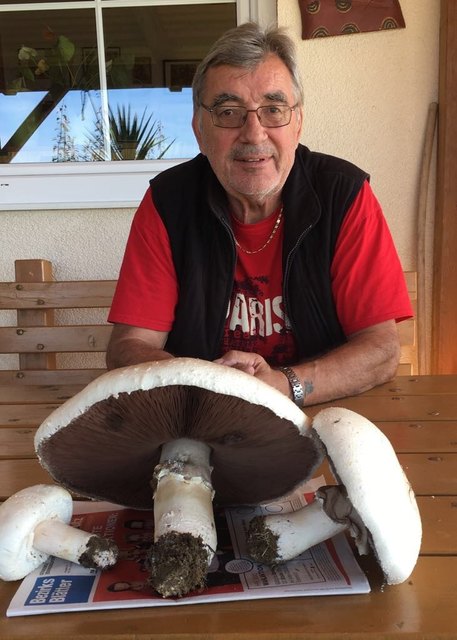 Nicht weit hatte LAbg. Johann Richter zu gehen, um fündig zu werden. Dieser Riesenchampignon wuchs in seinem eigenen Garten in Deutsch Tschantschendorf. | Foto: Privat