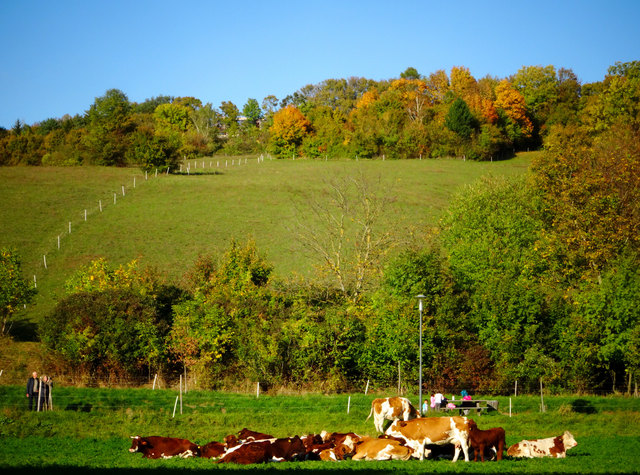 Kühe genießen das Wetter in der Stegleiten. | Foto: Hans Ludwig