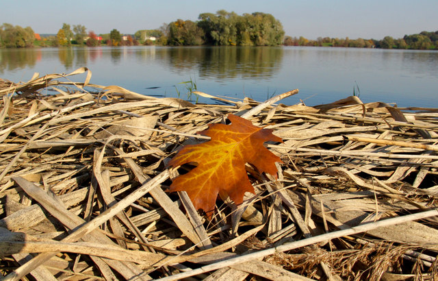 Foto: Evelyn Resch  - Rauchwarter Badeteich