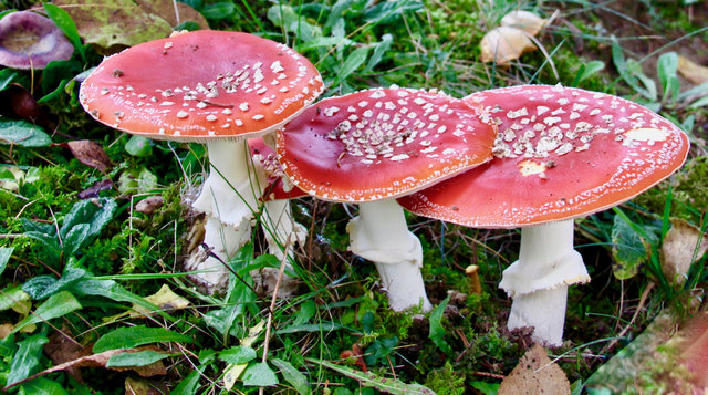 Foto: Evelyn Resch - Zu schön zum Essen ....