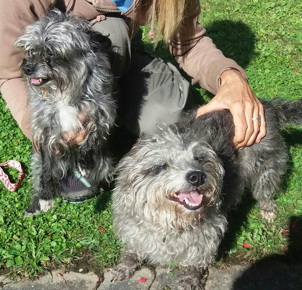 Hunde Schwestern Suchen Ein Zuhause Kitzbuhel