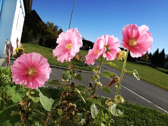 ... blauer Himmel, Sonnenschein und wunderschöne Blüten - noch ein schöner Sommergruß?