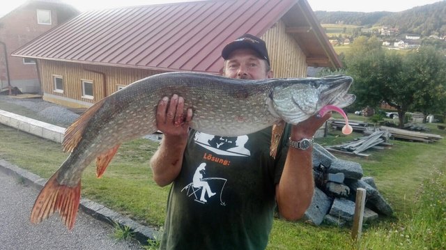 Monströsen Hecht aus Teich in Klaffer gezogen Rohrbach Monströsen Hecht aus Teich in Klaffer gezogen Rohrbach