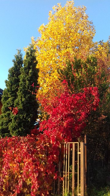 Der Herbst hat unseren Garten bunt bemalt