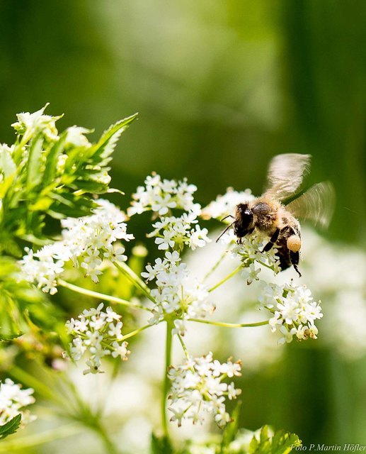 Am Kniegelenk hat die Biene ein Bürstenpaar. Damit putzt sie die Pollen in ihren Sack hinein. | Foto: Höfler