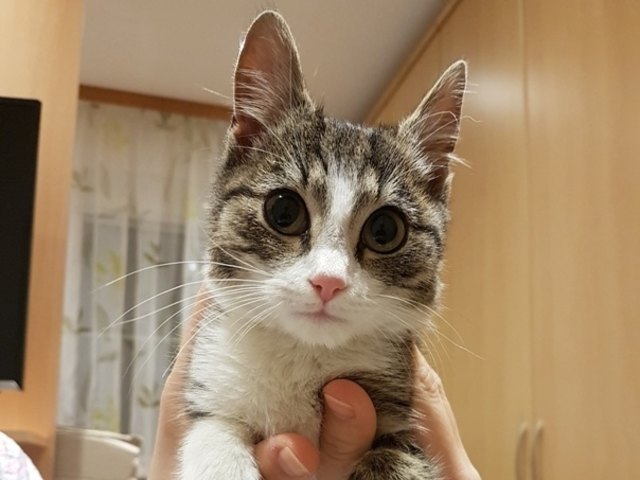 Der kleine Findling aus Gallneukirchen lebt derzeit bei einer Tierpflegerin.