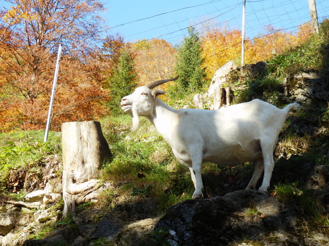 Dieser Bock ist nicht zickig