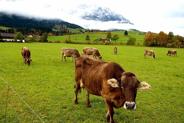 Landwirtschaftliche Flächen sind in Tirol rar. | Foto: pixabay.com