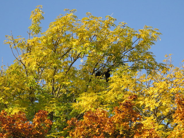 Krähen unter goldenem Dachl