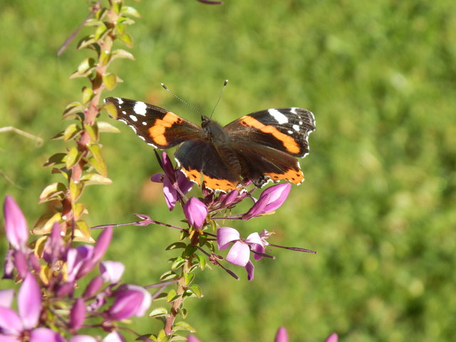 Admiral am Herbstbuffet