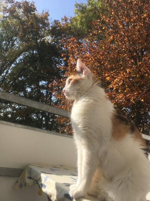 Pinki genießt die Herbstidylle