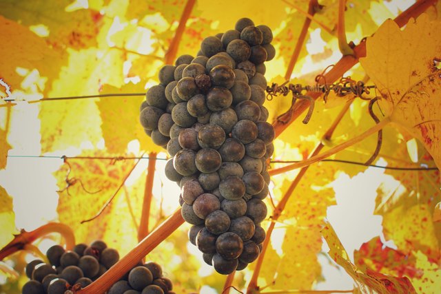 Kurz vor der Ernte (Bad Sauerbrunn)