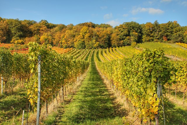 Der Herbst in seiner vollen Farbenpracht (Bad Sauerbrunn)