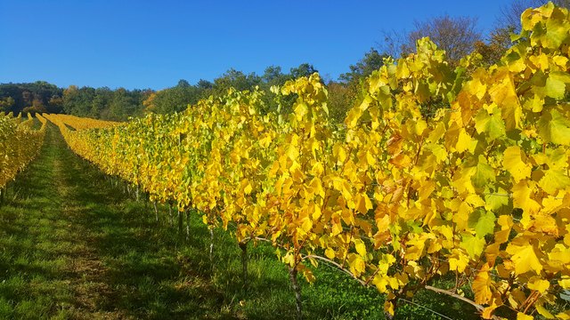 Goldiger Weingarten in Großhöflein