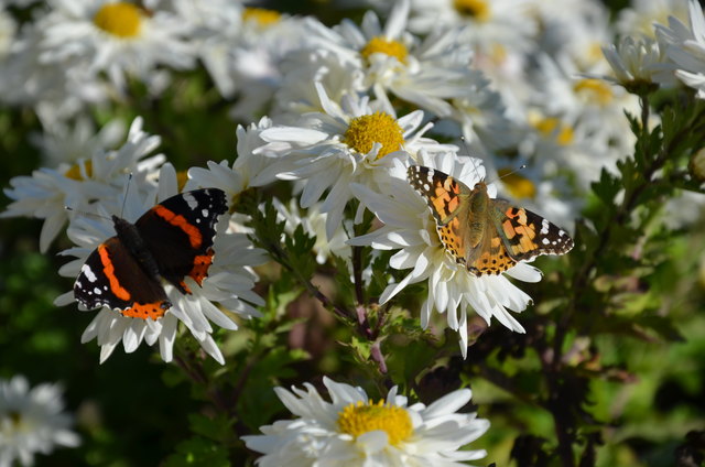 Schmetterlinge auf Chrysanthemen