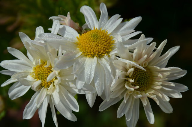 Späte Blüten - Chrysanthemen