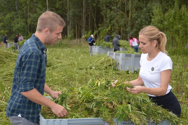 Der Biohanf von BioBloom wird händisch geerntet. | Foto: BioBloom