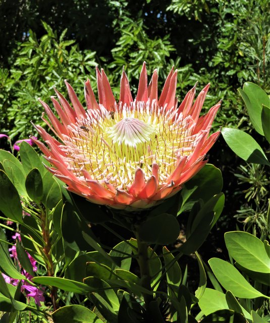 Herzliche Grüße aus Südafrika mit einer "König Protea!" Villach