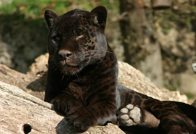 Das Jaguar-Weibchen Bonita ist 17 Jahre alt geworden. | Foto: Zoo Salzburg