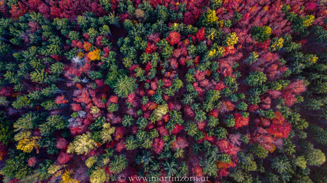Herbstfarben auf der Hohen Wand...
