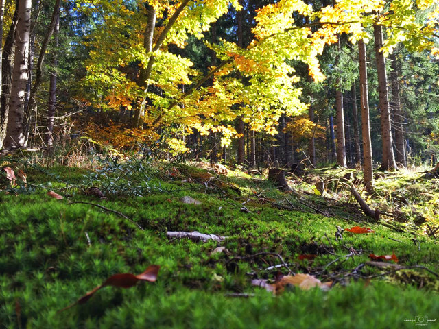 Herbstwald