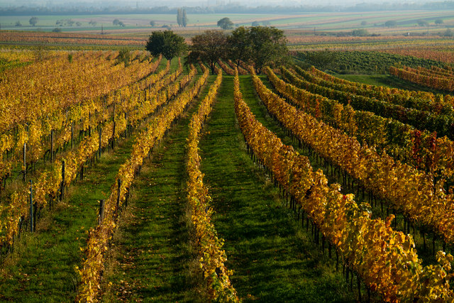 Zwischen Klein- und Großhöflein, Hedda Pflagner