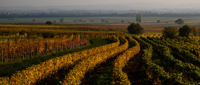 Zwischen Klein- und Großhöflein 2