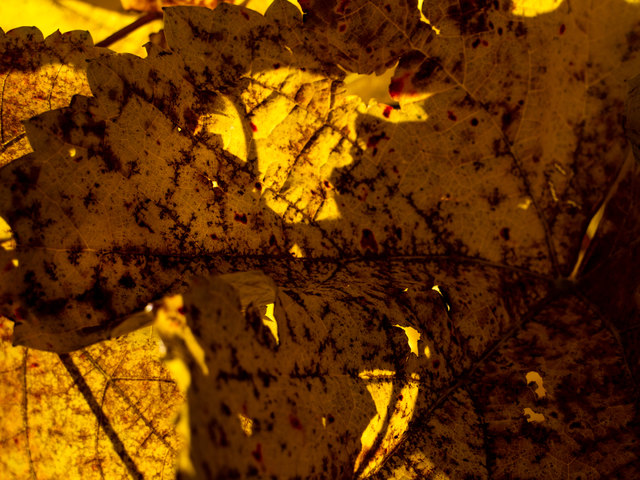 Herbstfarben 2 , Hedda Pflagner