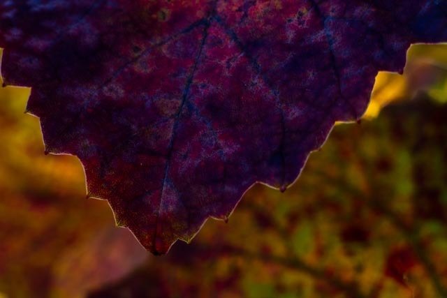 Herbstliche Farbenpracht 1