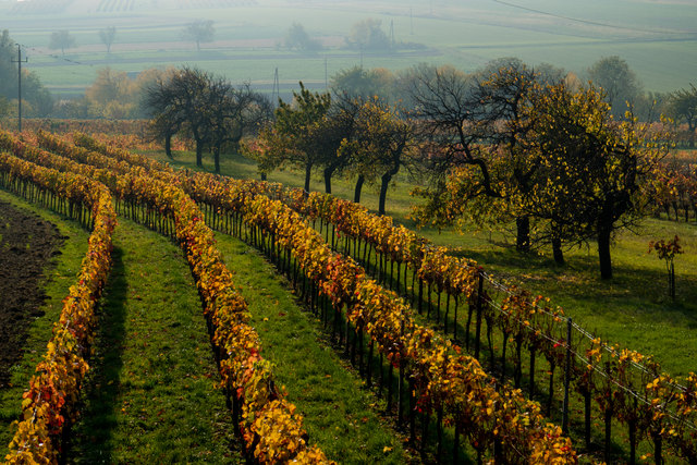 Herbst bei Müllendorf, Hedda Pflagner