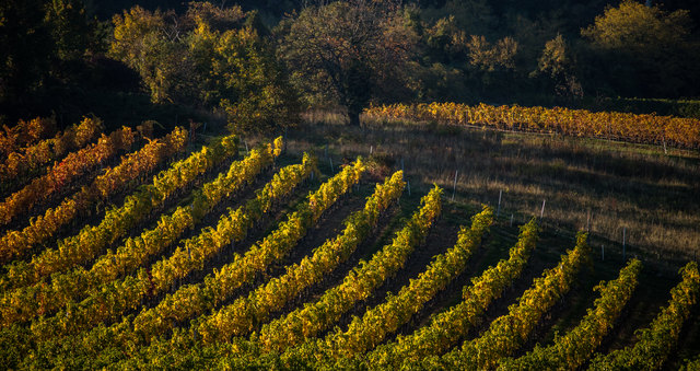 Herbst bei St.Georgen