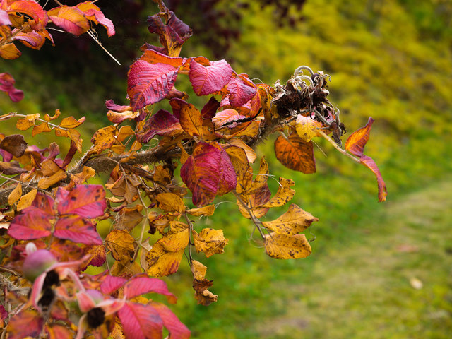 Nur im Herbst gibt es solche Farben!